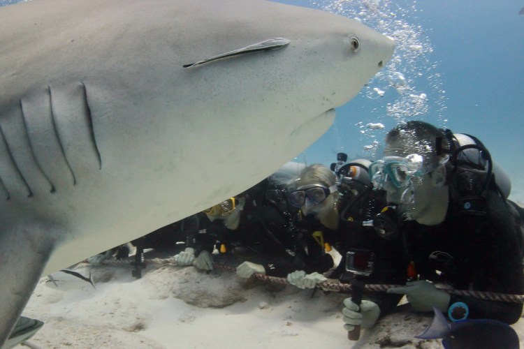 Bull shark swimming closely past divers holding a rope on the ocean floor. Diving with bull sharks.
