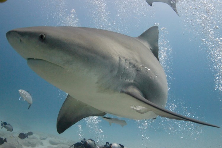 Large bull shark swimming underwater, surrounded by bubbles and smaller fish. Divers visible below.