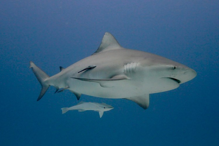 Bull shark swimming in ocean with remora fish attached. Diving with bull sharks.