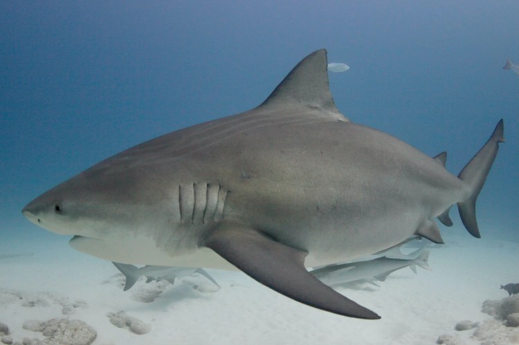 Bull shark swimming over a sandy ocean floor with smaller fish, perfect for diving with bull sharks content.
