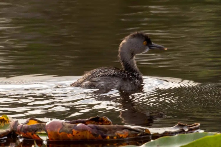 Male pheasant with colorful plumage standing on a mossy log in Menstrie Woods.