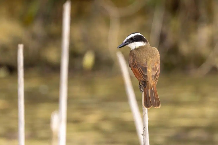 Robin perched on a branch in Menstrie Woods.