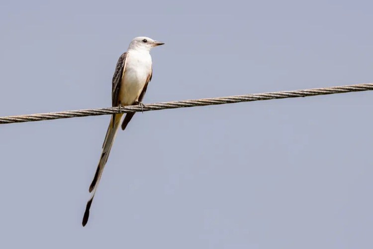 Robin perched on a branch in Menstrie Woods.