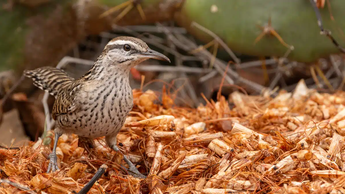 Yucatán Wren foraging on the ground near a cactus.