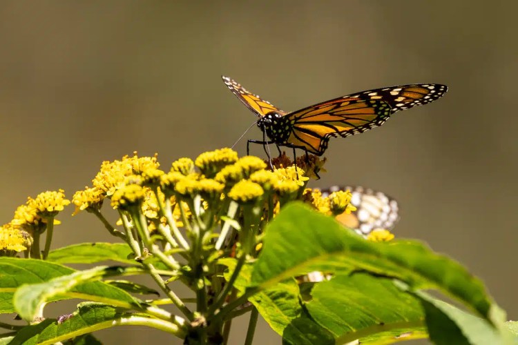 Man with binoculars in Scotland, possibly during wildlife photography workshops.