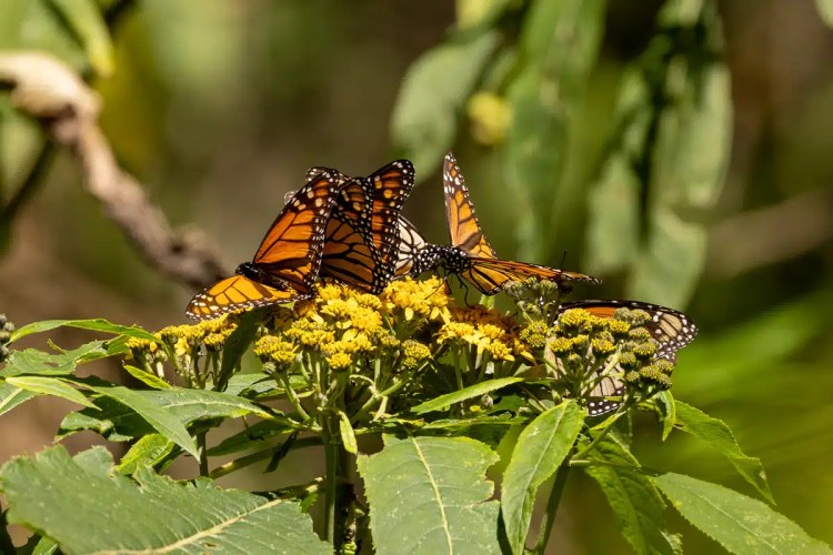 Man with binoculars in Scotland, possibly during wildlife photography workshops.