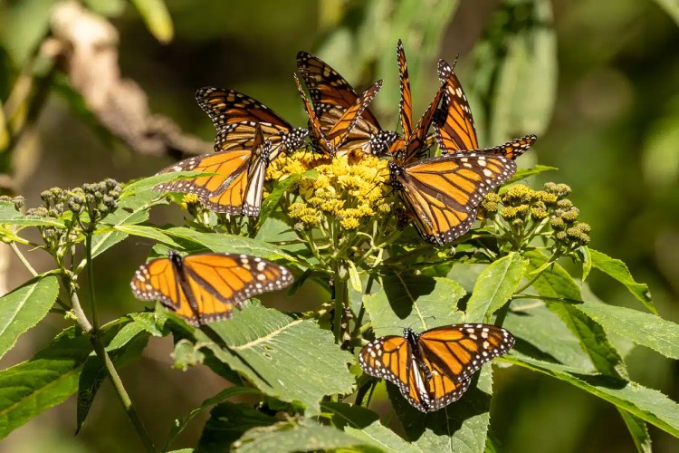 Man with binoculars in Scotland, possibly during wildlife photography workshops.