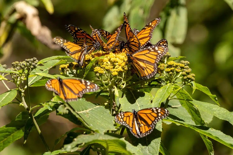 Man with binoculars in Scotland, possibly during wildlife photography workshops.