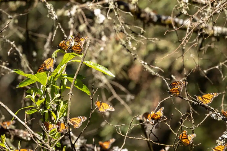 Monarch butterflies clustered on branches in Valle de Bravo, Mexico.