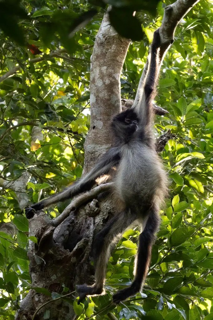 Spider monkey in Punta Laguna jungle, hanging from a tree branch.