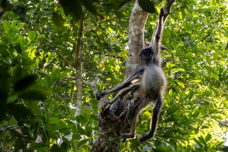 Spider monkey hangs from a tree in Punta Laguna.