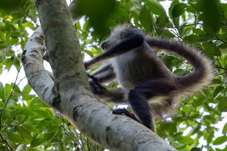 Monkey climbing a tree at Punta Laguna. Yucatan spider monkey in natural habitat.