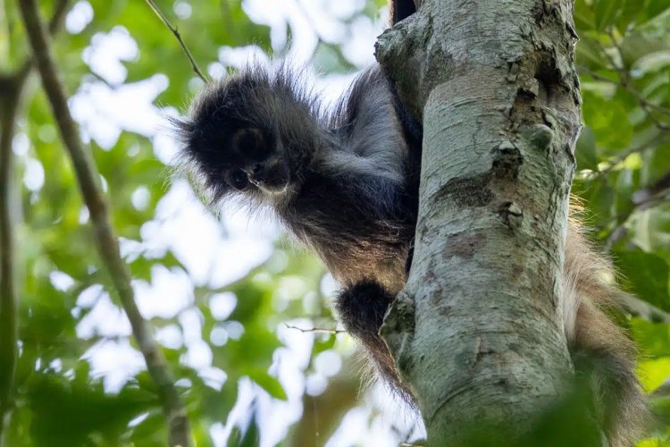 Monkey at Punta Laguna clinging to a tree trunk, looking down.