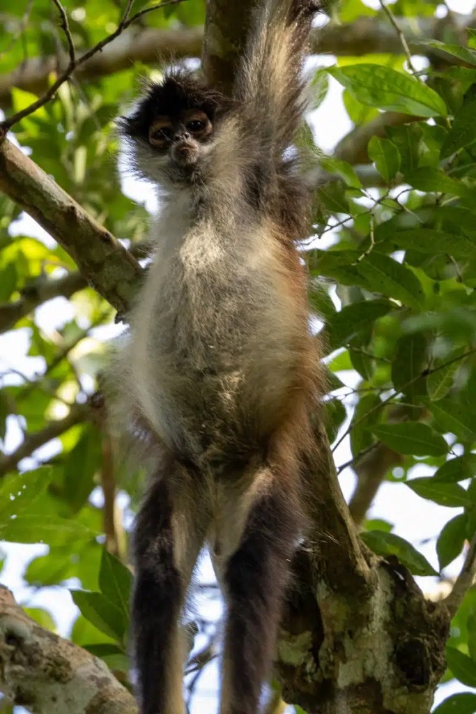Monkey at Punta Laguna hanging from a tree branch, looking downward.