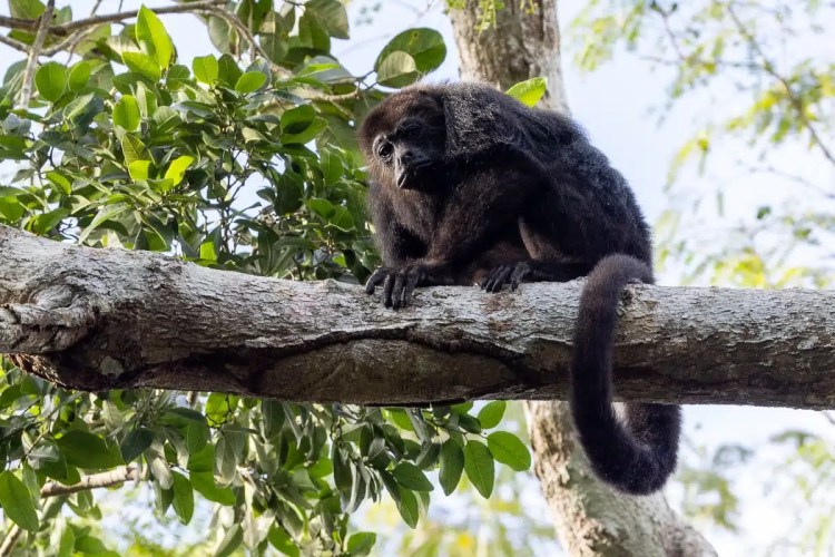 Black howler monkey perched on a tree branch at Punta Laguna, Mexico.