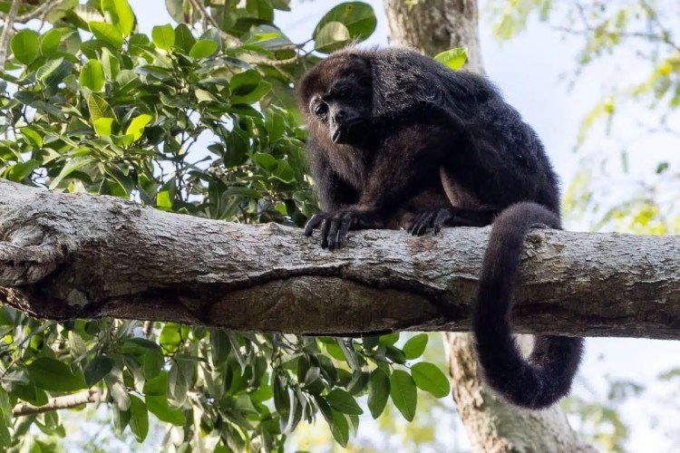 Black howler monkey sitting on a tree branch at Punta Laguna.