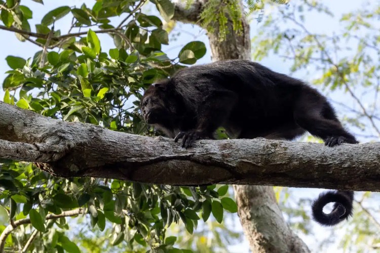 Black monkey on a tree branch at Punta Laguna.