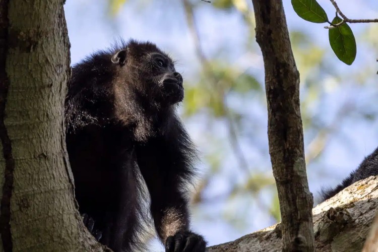 Black howler monkey in a tree at Punta Laguna.