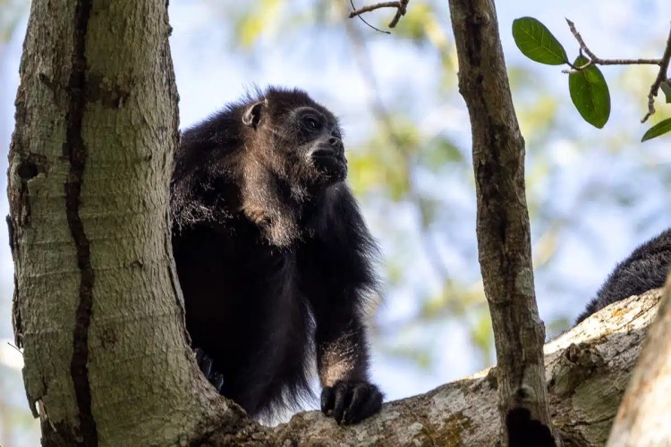 Black howler monkey in a tree at Punta Laguna.
