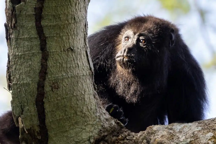 Black howler monkey peers from a tree at Punta Laguna.
