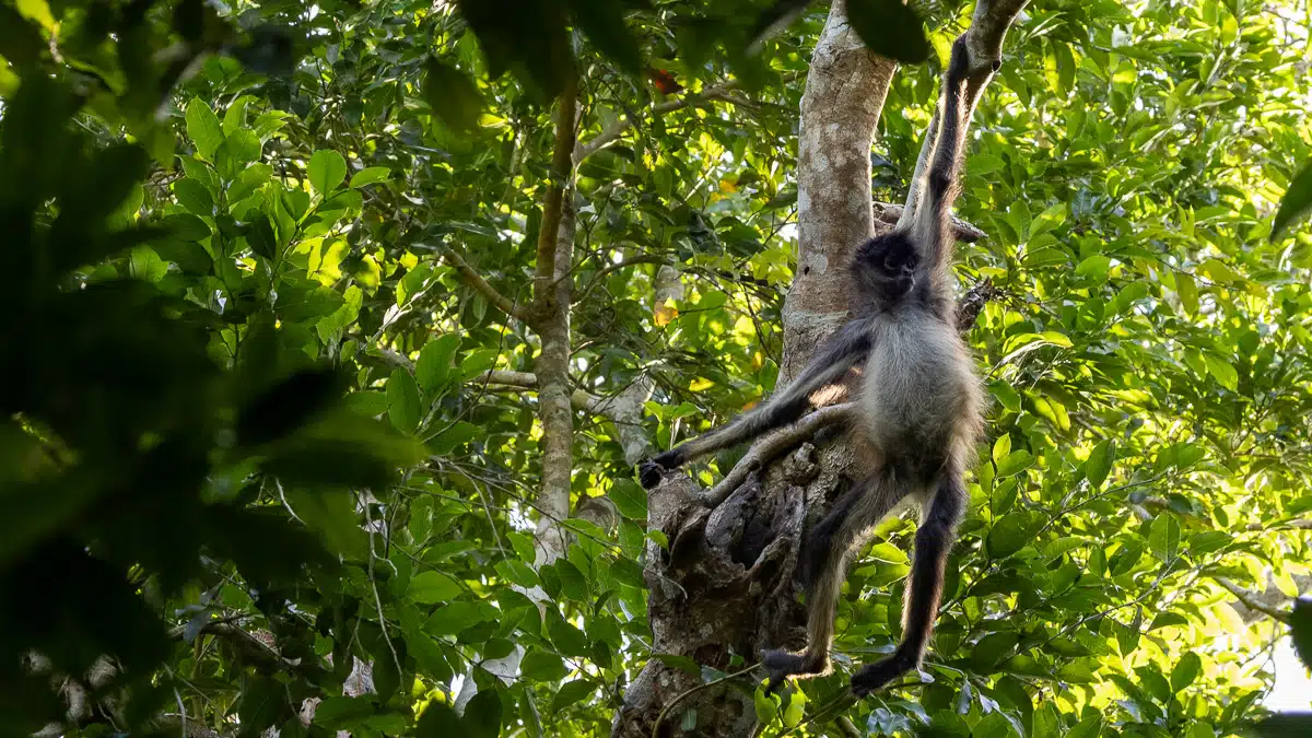Monkey hanging from a tree in Punta Laguna.