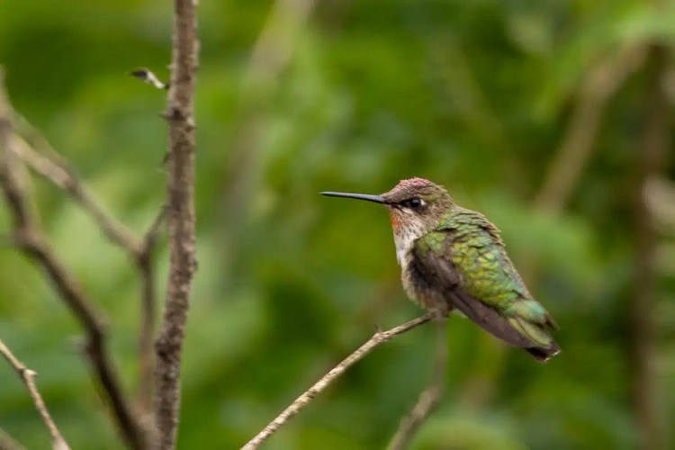 Goldcrest bird perched on a branch in Menstrie Woods, looking at the camera.
