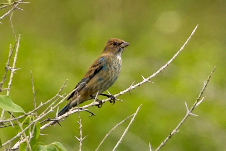 Goldcrest bird perched on a branch in Menstrie Woods, looking at the camera.
