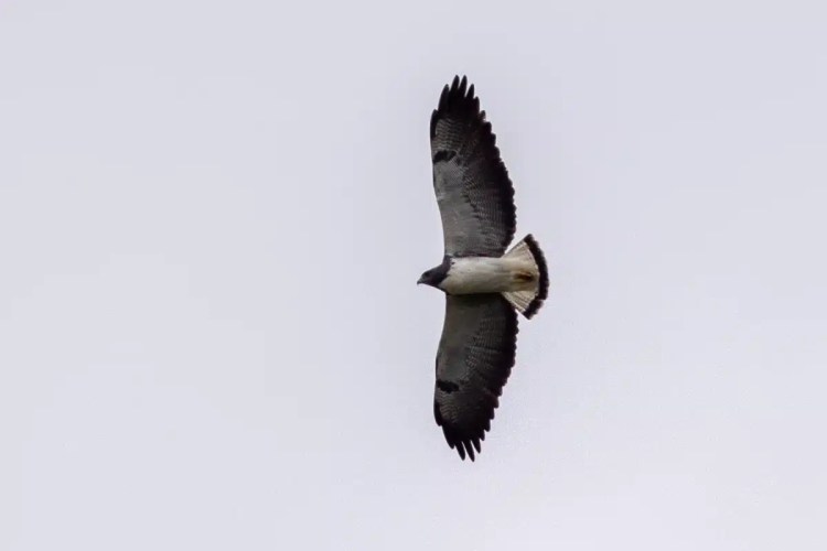 Goldcrest bird perched on a branch in Menstrie Woods, looking at the camera.