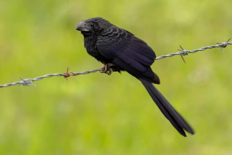 Goldcrest bird perched on a branch in Menstrie Woods, looking at the camera.