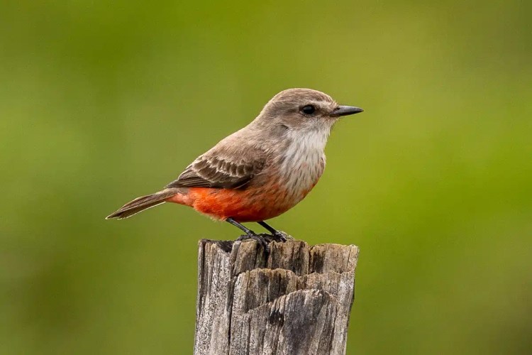 Goldcrest bird perched on a branch in Menstrie Woods, looking at the camera.