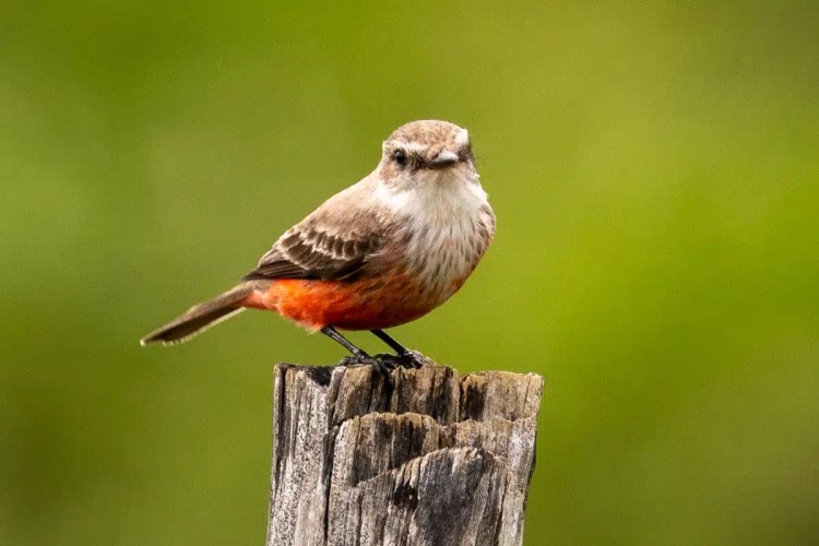 Eurasian jay perched on a mossy branch in Menstrie Woods.