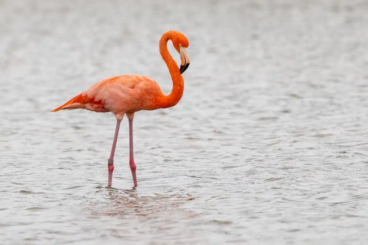Eurasian jay perched on a mossy branch in Menstrie Woods.