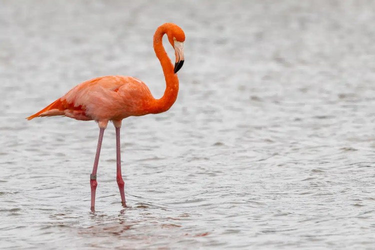 Eurasian jay perched on a mossy branch in Menstrie Woods.