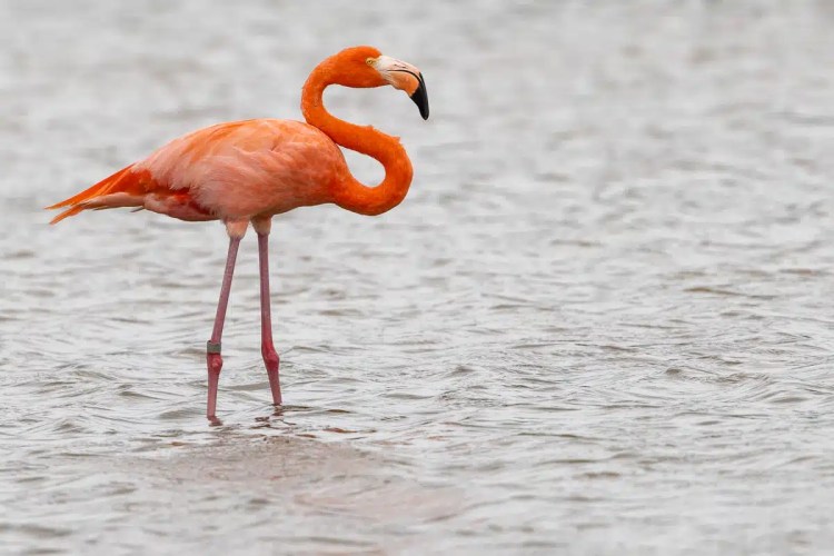 Eurasian jay perched on a mossy branch in Menstrie Woods.