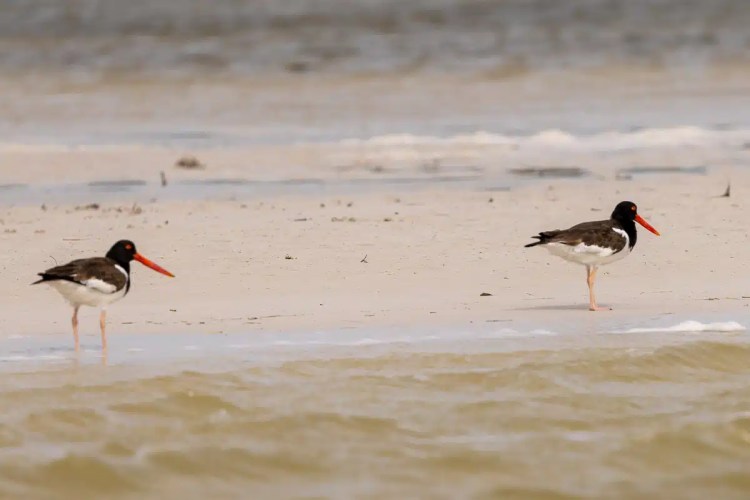 Eurasian jay perched on a mossy branch in Menstrie Woods.