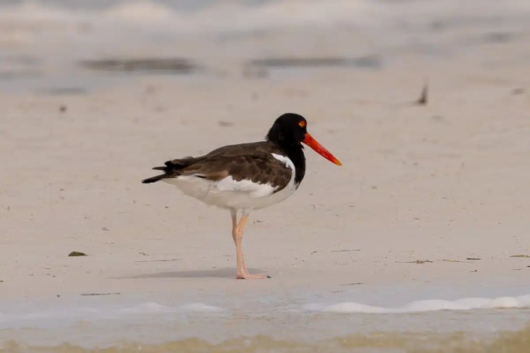 Eurasian jay perched on a mossy branch in Menstrie Woods.