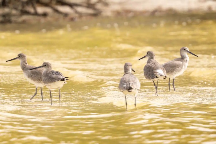 Eurasian jay perched on a mossy branch in Menstrie Woods.