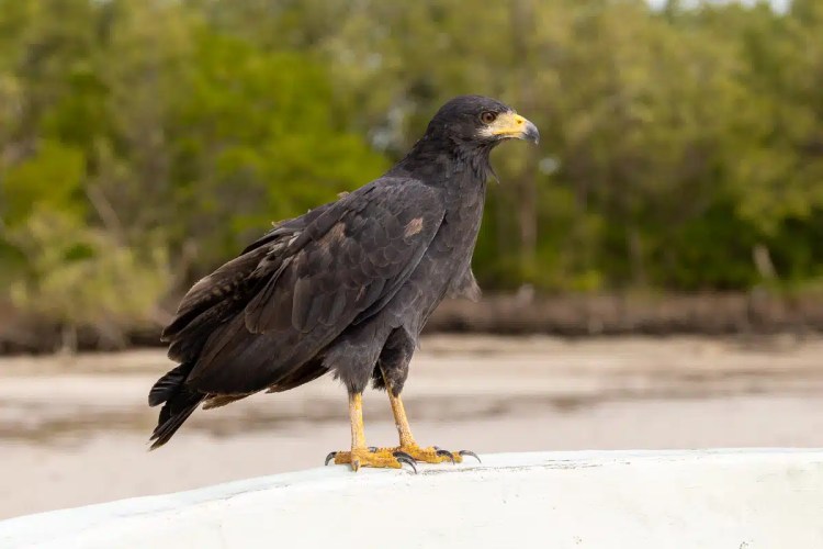 Buzzard perched on a branch in Menstrie Woods, looking away.
