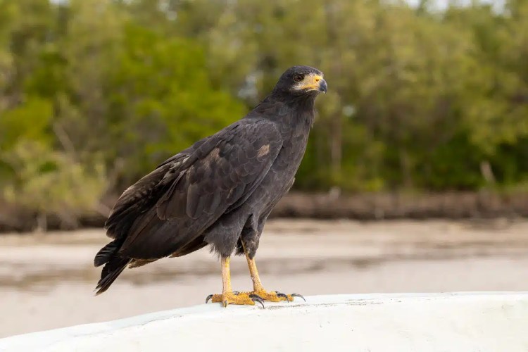 Buzzard perched on a branch in Menstrie Woods, looking away.
