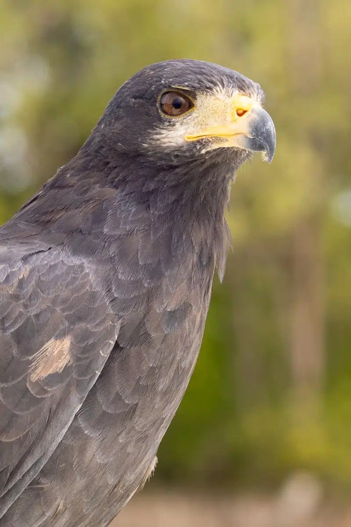 Buzzard perched on a branch in Menstrie Woods, looking away.