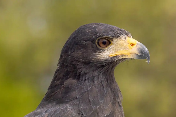 Buzzard perched on a branch in Menstrie Woods, looking away.