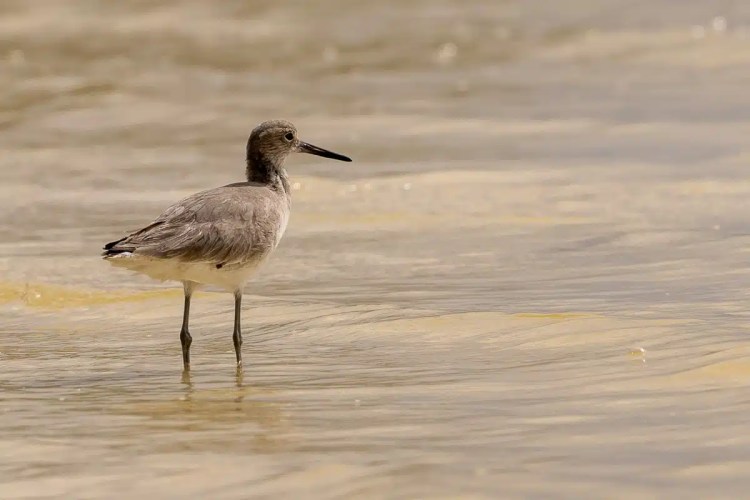 Buzzard perched on a branch in Menstrie Woods, looking away.
