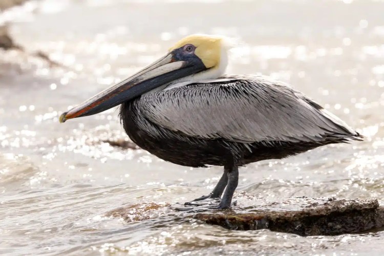 Buzzard perched on a branch in Menstrie Woods, looking away.