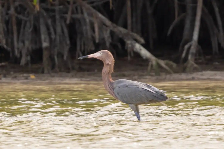 Buzzard perched on a branch in Menstrie Woods, looking away.