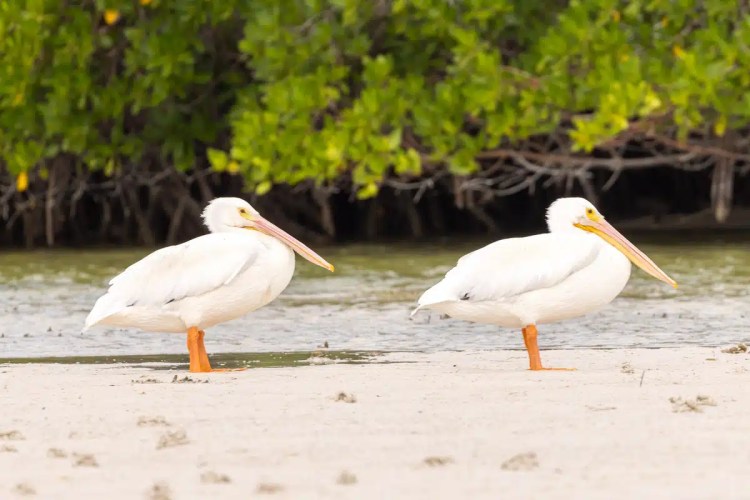 Buzzard perched on a branch in Menstrie Woods, looking away.