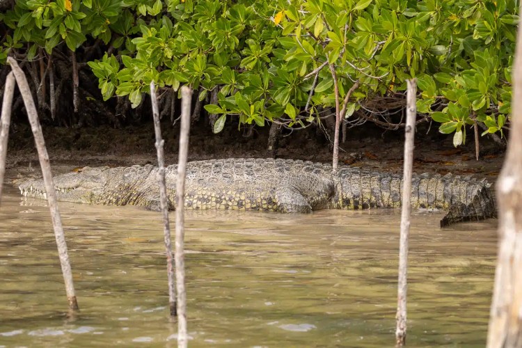 Eurasian Treecreeper clinging to a tree trunk in Menstrie Woods.