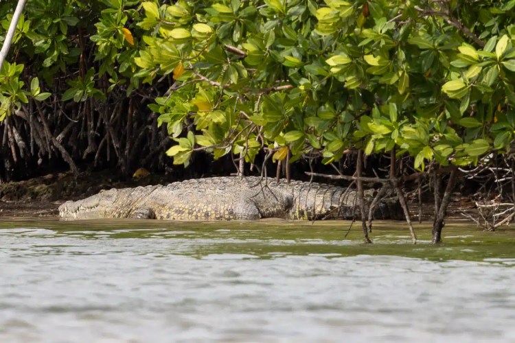 Eurasian Treecreeper clinging to a tree trunk in Menstrie Woods.