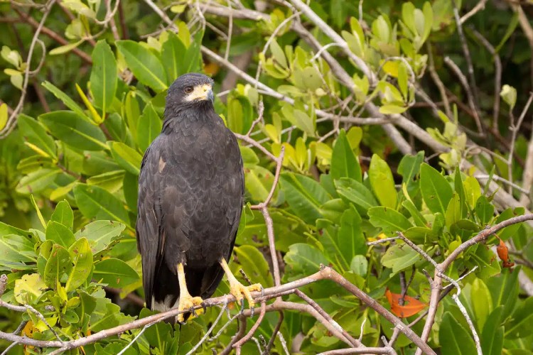 Eurasian Treecreeper clinging to a tree trunk in Menstrie Woods.