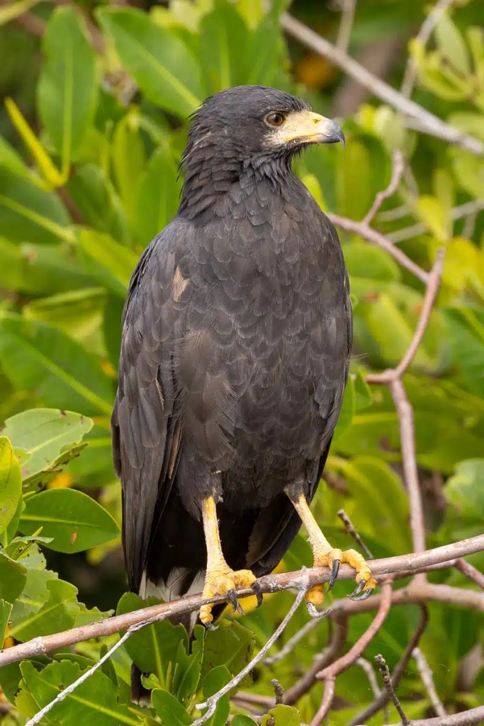 Eurasian Treecreeper clinging to a tree trunk in Menstrie Woods.