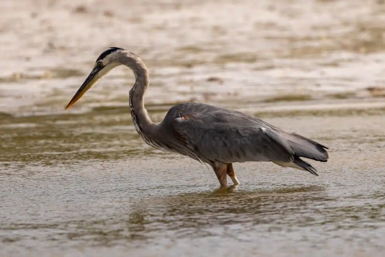 Eurasian Treecreeper clinging to a tree trunk in Menstrie Woods.
